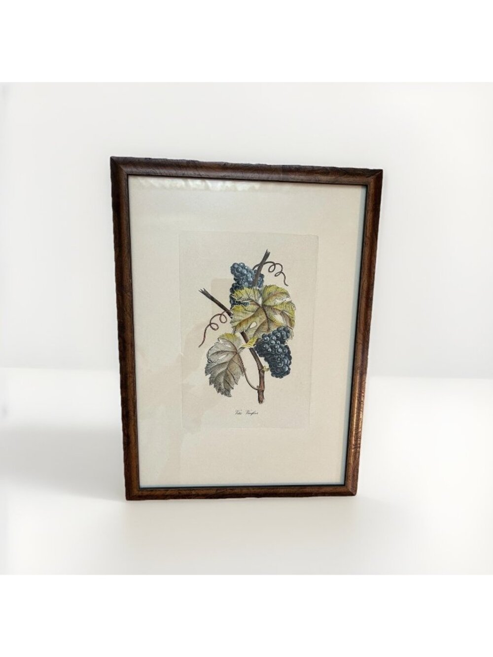 Vintage French Vitis Vinifera Grapes Print Wood Frame Botanical Art 18x13.5